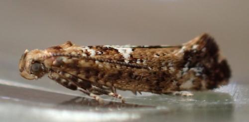 Réf. 199 224 : Acrolepiopsis assectella